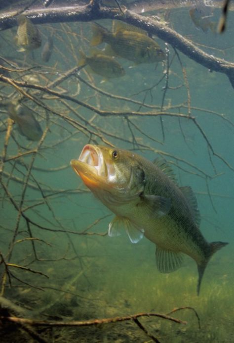 Bass expert Hal Schramm explains exactly how bass hunt, strike, and eat their prey.