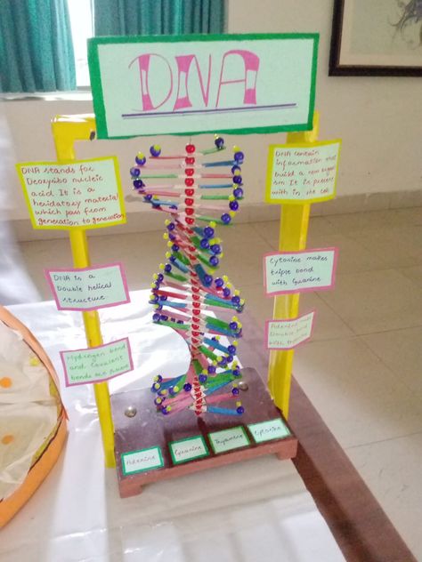 Material required:
1 small sized balls
2 computer sheets of different colour
3 thermapole sheet or sea foam
4 glace paper 
5 German glue
6 different marker colours
7 straws of different colours Creative Dna Model Project, Dna Replication Model Project Biology, Easy Dna Model Project, Dna Science Project, Dna Working Model, Dna Project Ideas, Dna Project Models, Diy Dna Model, Dna Model Project Ideas Biology