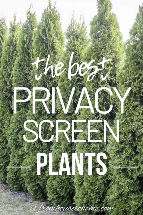 Lattice Privacy Fence, Privacy Screen Plants, Backyard Privacy Ideas, Natural Privacy Fences, Privacy Landscaping Backyard, Backyard Privacy Screen, Acnh Yard, Privacy Trellis, Yard Privacy