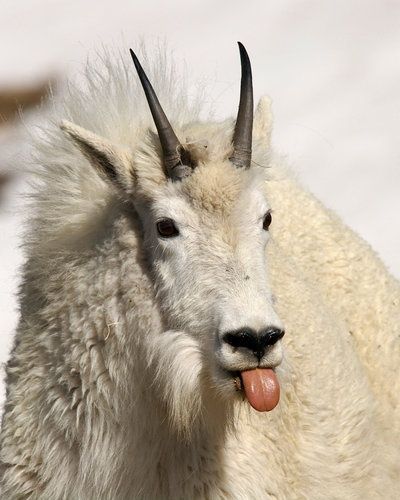 Mountain Goat , Mountain Goat Goat Horns, Wildlife Pictures, A Goat, Mountain Goat, Silly Animals, Cute Animal Pictures, 귀여운 동물, Cute Funny Animals, Spirit Animal