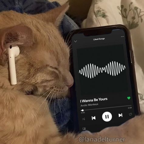 Orange Cat, Headphones, Iphone, Orange, Bed