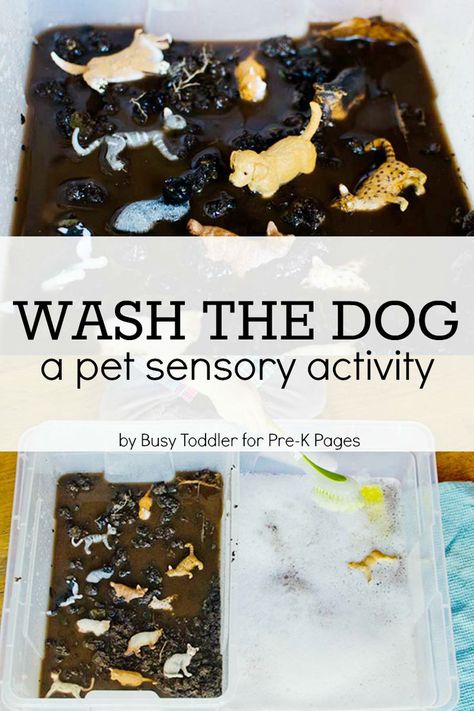 Pet Sensory Activity: Wash the Dog. A fun, hands-on learning activity for your preschool kids! Learn about caring for pets during a pet theme at home or in the classroom. - Pre-K Pages Uppfostra Barn, Pet Theme, Pre K Pages, Sensory Activity, Toddler Sensory, Sensory Table, Toddler Snacks, Kids Sensory, E Mc2