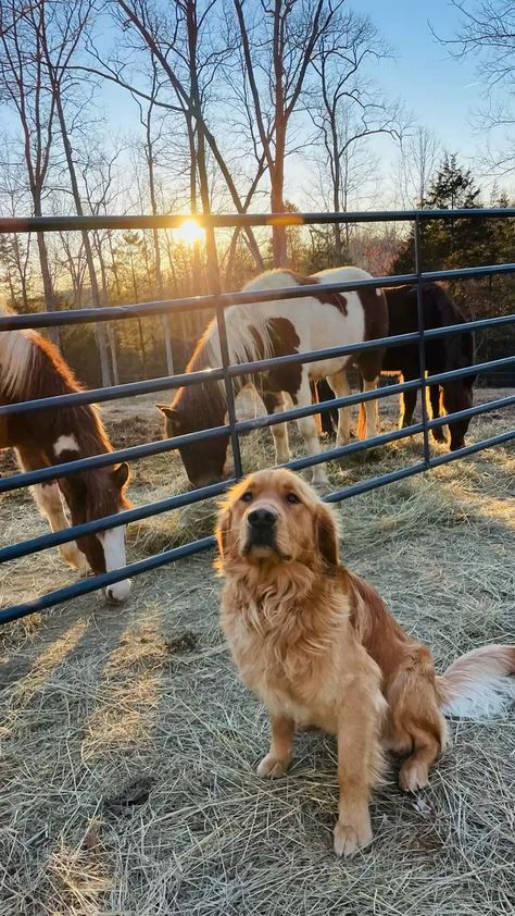 Horse And Golden Retriever, Farm Golden Retriever, Ranch Dogs Aesthetic, Golden Retriever Farm Dog, Golden Retriever On Farm, Country Golden Retriever, Dogs On Farm, Dog House Aesthetic, Cute Farm Dogs