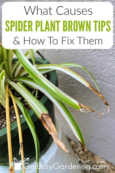 Spider Plant Companion Planting, Different House Plants, Diy Plant Storage Indoor, Caring For Indoor Plants, Spider Plant Problems, Spider Plant Soil, Spider Plants Indoor Display, How To Care For Spider Plants Indoors, How To Care For A Spider Plant