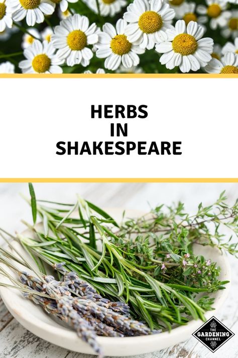 Use Shakespeare’s love of flowers to inspire your herb and flower gardens. Learn how Shakespeare used gardens and plants in his works. #gardeningchannel #gardening #growingflowers #herbgardening Garden Poems, Lavender Bush, Shakespeare Love, Wild Thyme, Dried Lavender Flowers, Herbs And Flowers, Magic Herbs, Outdoor Paradise, Flower Gardens