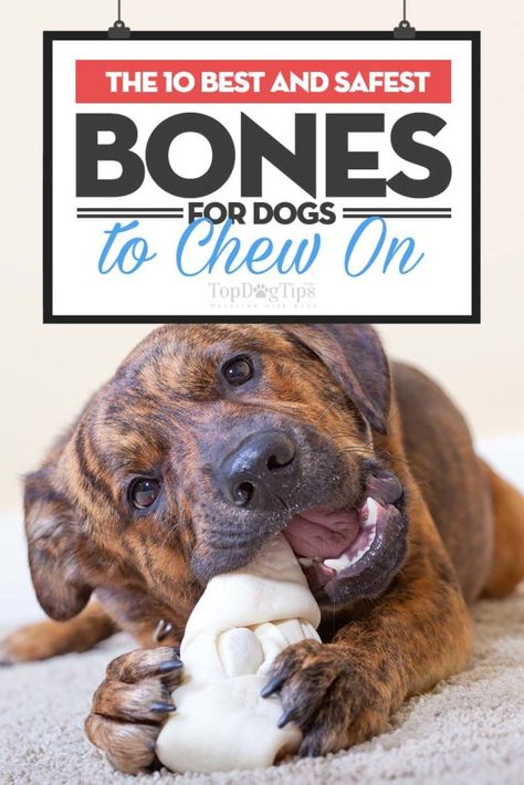 The Best Bones for Dogs to Chew Best Dog Bones For Chewers, Mental Stimulation For Dogs, Stimulation For Dogs, Bones For Dogs, Puppy Things, Dog Dental Chews, Real Animals, Healthy Dog Treats Homemade, Bored Dog