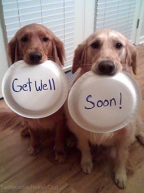 We put the call out on Twitter for your cutest photos and you delivered! See our first-place furballs and some runners-up from our daily #cutepic photo contest Get Well Soon Funny, Get Well Soon Images, Get Well Prayers, Get Well Soon Quotes, Get Well Soon Messages, Get Well Messages, Tv Theme Songs, Get Well Quotes, Feel Better Quotes