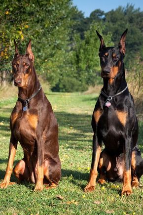 Doberman Pinscher - Best Guard Dogs Anjing Doberman, Dogs Cuddling, Velcí Psi, European Doberman, Doberman Puppies, Guard Dog Breeds, Doberman Pinscher Puppy, Best Guard Dogs, Scary Dogs