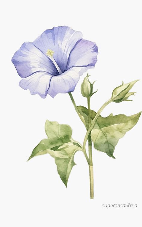 Morning Glory Tattoo, Morning Glory Flowers, Watercolor Flower Art, 수채화 그림, Japanese Flowers, Month Flowers, Morning Glory, Blue Watercolor, Watercolor Design