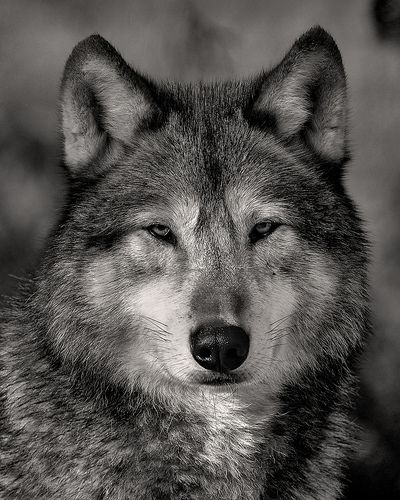 Timber Wolf | Kathryn Major | Flickr Wolf Icon, Wolves Howling, German Shepherd Husky, Wolf Dogs, Wolf Life, Sacred Groves, Fire Icons, Wolf Stuff, Wolf Face