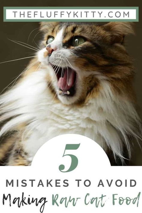 Raw Cat Food Diet, Kitty Tips, Raw Cat Food, Cat Vitamins, Healthy Cat Food, Fluffy Kitty, Raw Cat Food Recipes, Natural Cat Food, Homemade Cat Food