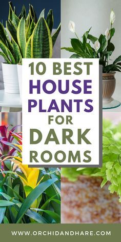 Plants For Dark Rooms, Best House Plants, Low Light House Plants, Dark Rooms, Indoor Plants Low Light, Easy House Plants, نباتات منزلية, Household Plants, Inside Plants