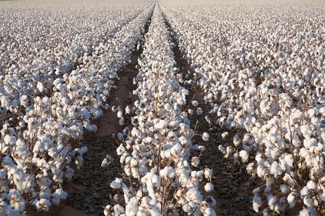 white ripe cotton field ready for harvest Southern Pride, Cotton Fields, Southern Life, Carolina Girl, Georgia On My Mind, Sweet Home Alabama, Organic Produce, Southern Hospitality, Cotton Farming