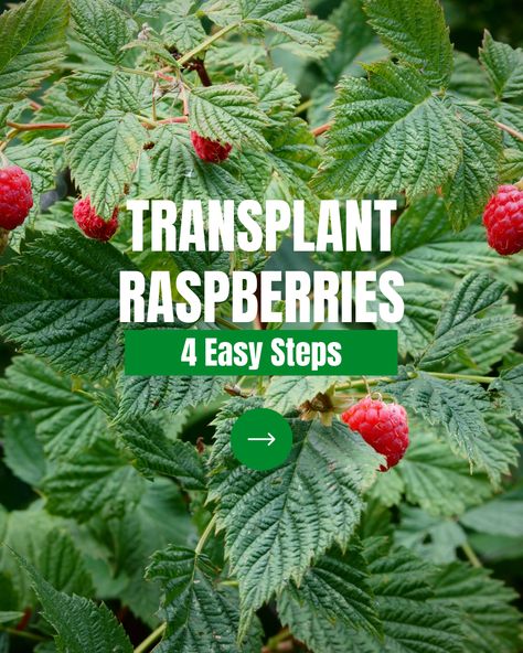 Want some fresh raspberries!? 🍓🌱 ⁠ ⁠ Transplanting raspberries is easy with these 4 simple steps. Just choose the right time, prepare the new site, dig up the plant, and transplant it to its new home. Who's ready to give it a try? 🙋‍♀️ Follow the link to learn more! Transplant Raspberry Bushes, When To Transplant Raspberry Plants, Transplanting Raspberry Plants, Raspberry In Pots, Raspberry Garden Ideas Trellis, Rasberry Bushes, Raspberry Trellis, Raspberry Canes, Raspberry Bush