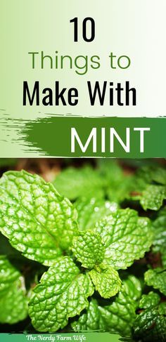 Mint Plant Uses, Container Herbs, Homemade Apothecary, Harvest Herbs, Mint Herb, Herbs Plants, Herb Gardens, Farm Wife, Mint Plants