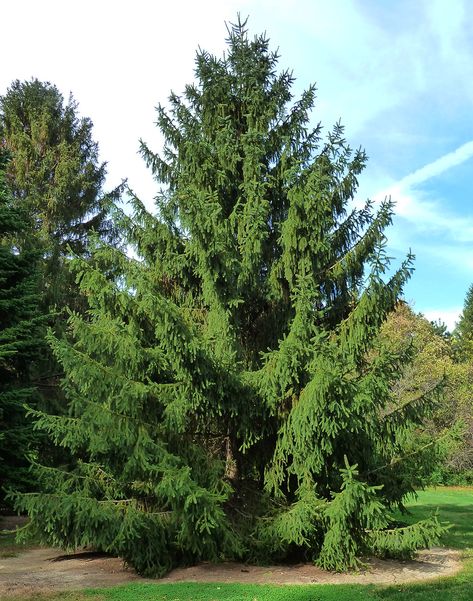 Norway Spruce Evergreen Trees For Privacy, Best Shade Trees, Norway Spruce Tree, Trees For Privacy, Evergreen Landscape, Trees For Front Yard, Leyland Cypress, Fast Growing Evergreens, Norway Spruce