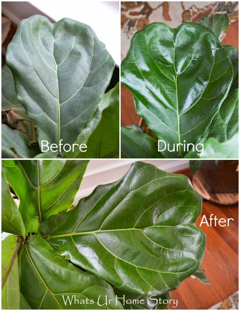 how to care for  fiddle leaf fig tree Fiddle Leaf Fig Care, Fiddle Leaf Tree, Fig Plant, Fiddle Fig, Ficus Lyrata, Fiddle Leaf Fig Tree, Indoor Plant Care, Fig Leaves, Fiddle Leaf