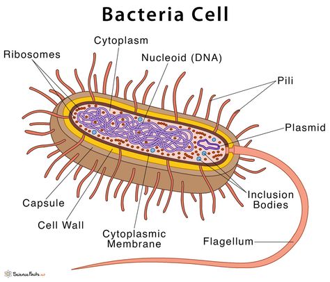 Bacteria: Definition & Characteristics With Examples & Diagram Bacterial Cell Drawing, Bacteria Pictures, Bacteria Diagram, Bacteria Drawing, Bacterial Cell Structure, Bacteria Cell, Cell Drawing, Bacterial Cell, Bio Project