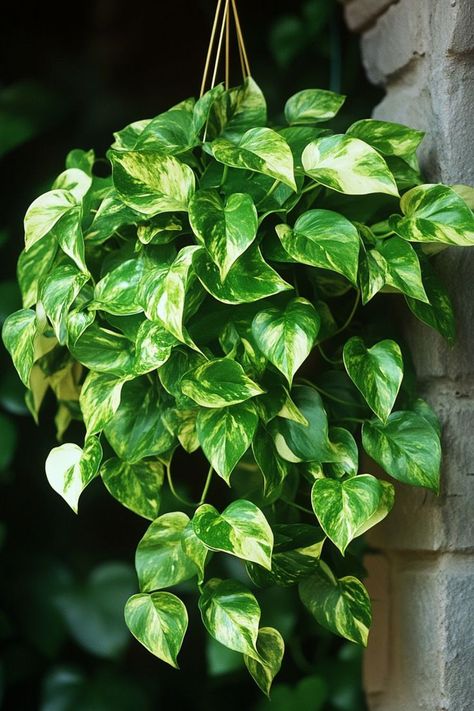 Pothos (Epipremnum aureum) is a versatile and vibrant choice for any indoor space! 🌿🏡 Known for its trailing vines and heart-shaped leaves, this plant is a delightful blend of beauty and ease of care. Quick to grow and bursting with air-purifying benefits, Pothos is perfect for adding a lush, green touch to your home. Embrace the charm and simplicity of this classic houseplant today! 🌱✨ #Pothos #EpipremnumAureum #IndoorPlants #EasyCare #AirPurifying #GreenHome #PlantLover Plants Widget, Vine Plants Indoor, Trailing Plants Indoor, Golden Pathos, Indoor Plants For Low Light, Pathos Plant, Plants For Low Light, N'joy Pothos, Ivy Plant Indoor