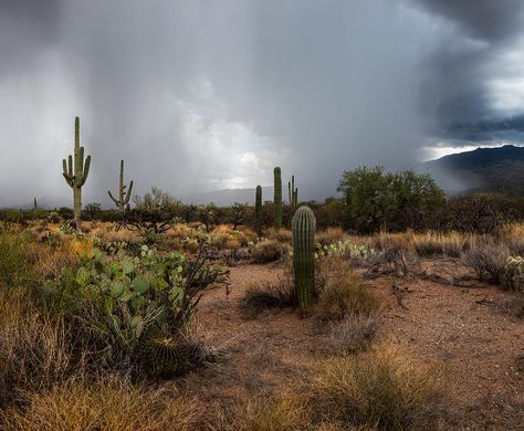 8.28.16 (Art Morgan) Happier Than Ever Cover, Sunroom Aesthetic, Raining Forest, Desert Alien, Desert Pics, Haunted Town, Jones Aesthetic, Desert Landscape Painting, Arizona Aesthetic