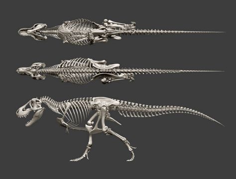 Tyrannosaurus Rex Skeleton, Leg Drawing, T-rex Art, Bone Drawing, Dragon Skeleton, Prehistoric Animals Dinosaurs, Skeleton Anatomy, Skeleton Drawings, Prehistoric Wildlife