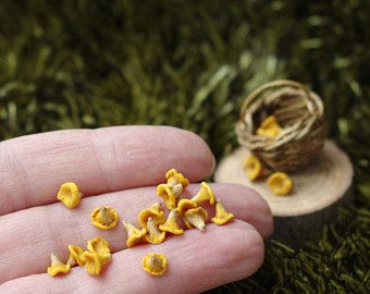 Polymer Clay Mushrooms, Clay Mushrooms, Chanterelle Mushrooms, Polymer Clay Mushroom, Miniature Knitting, Doll Food, Diy Fairy, Dollhouse Kits, Fairy Garden Accessories