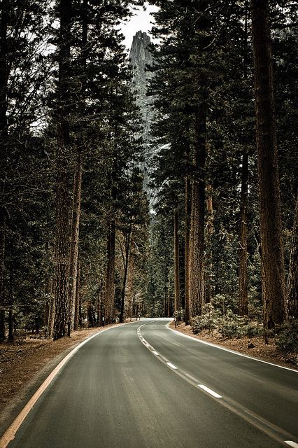 Un viaje por carretera, seria relajante :3 Road Background, Hobbies For Women, Running Inspiration, Tall Trees, On The Road Again, In The Woods, Belle Photo, The Words, Beautiful World