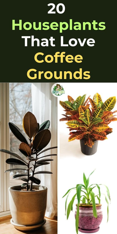 "Discover 20 amazing plants that love coffee grounds! From vibrant  houseplants to lush indoor greenery, learn how to use coffee grounds for  plants to boost growth and health. Explore which plants thrive on coffee,  including popular coffee-loving plants that can transform your indoor  garden. Perfect for plant enthusiasts looking to enhance their care  routine, this guide covers everything you need to know about coffee grounds  for plants. How To Pot Plants, Caring For Indoor Plants, Indoor Plant Care Tips, Coffee In Plants, How To Use Coffee Grounds In Plants, Fun House Plants, Arranging House Plants, How To Use Coffee Grounds In The Garden, Plants That Like Coffee Grounds