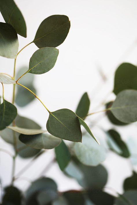 Fresh Eucalyptus Branches Against A White Background by ALICIA BOCK - Stocksy United Eucalyptus Aesthetic, Eucalyptus Wallpaper, Aesthetic Tips, Fresh Eucalyptus, Eucalyptus Branches, Plant Wallpaper, Plant Aesthetic, Phone Wallpaper Images, Jolie Photo