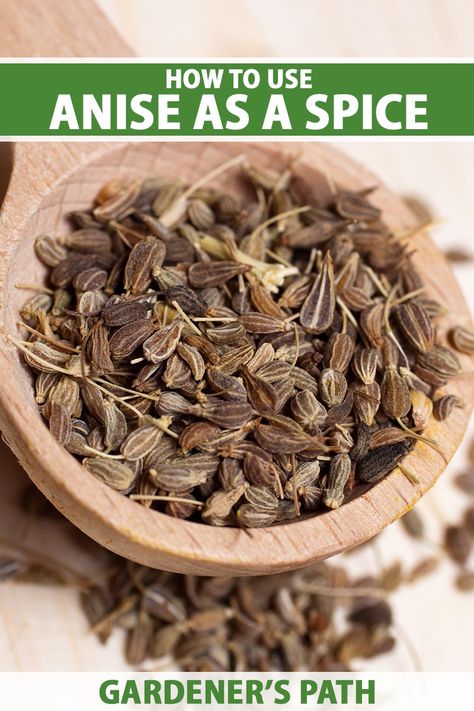 How To Use Star Anise, Anise Seed Recipes, Recipes With Anise, Fun Recipes To Try, Farm Plants, Anise Oil, Healthy Coping Skills, Vegetable Benefits, Anise Seed