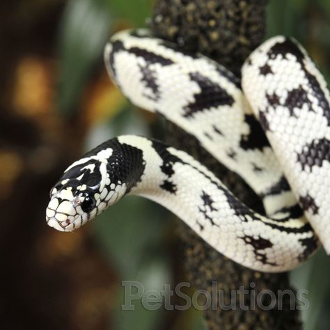 California Kingsnake  White and black variation California Kingsnake, California King Snake, Milk Snake, King Snake, Pretty Snakes, Snake Lovers, Cute Reptiles, Cute Snake, Reptile Snakes