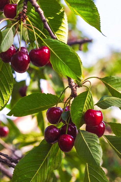 Trees For Garden, Cherry Fruit Tree, Cherry Plant, Cherry Fruit, Beautiful Fruits, Orange Aesthetic, Tree Photography, Garden Photography, Fruit Plants