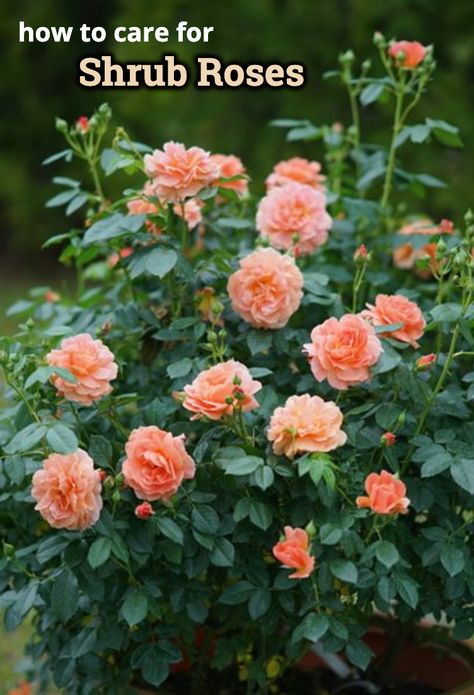 Landscape Roses, Foundation Garden, Rose Garden Landscape, Landscaping With Roses, Garden Answer, Rose Garden Design, Rose Bushes, Rose Varieties, Shrub Roses