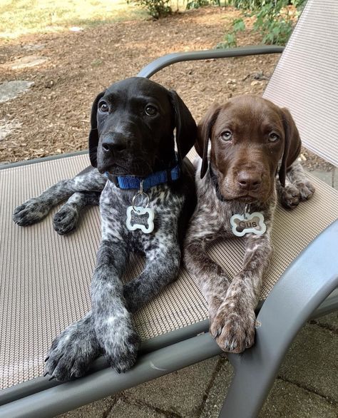 Only Him, Gsp Dogs, Gsp Puppies, German Shorthaired Pointer Dog, Cute Animals Puppies, Very Cute Dogs, Pretty Dogs, Bird Dogs, Pretty Animals