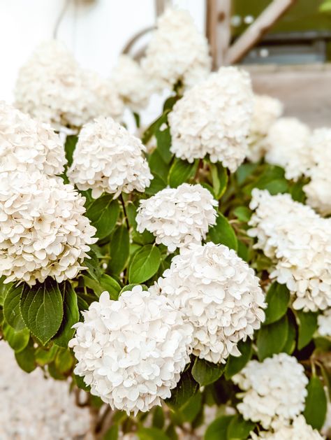 Love the look of an all white flower garden, but not sure what to plant? Check out this post for a list of 50  white flowers and white flowering plants to add to your home's landscaping and create your very own moonlight garden! From white flowering bulbs, to white perennials, to shrubs and trees with white flowers... this list has tons of white flower ideas, and lots of moon garden inspo too! White Perennial Flowers, Farmhouse Gardens, White Perennials, White Flower Garden, Bobo Hydrangea, White Flowering Shrubs, White Flowering Plants, Flowers To Plant, Moonlight Garden