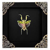 Flower Mantis, Specimen Display, Green Beetle, Real Green, Display Wall, Wood Cover, Yellow Butterfly, Mid Century Art, Shadow Boxes