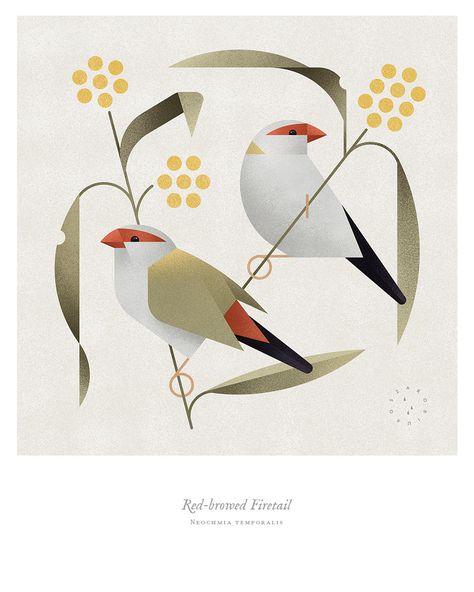 Birds of Australia on Behance Zoo Project, Logo Illustration Design, Birds Of Australia, Bird Graphic, Architecture Drawing Art, Bird Motif, Wroclaw, Logo Illustration, Journal Design