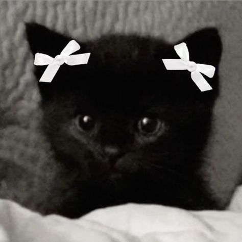 Black Cat Coquette, Dark Coquette Aestethic Images, Dark Qocuette, Black Coquette Wallpaper, Dark Coquette Pfp, Cute Black Cat Aesthetic, Black Coquette Aesthetic, Black Cats Aesthetic, Coquette Black And White