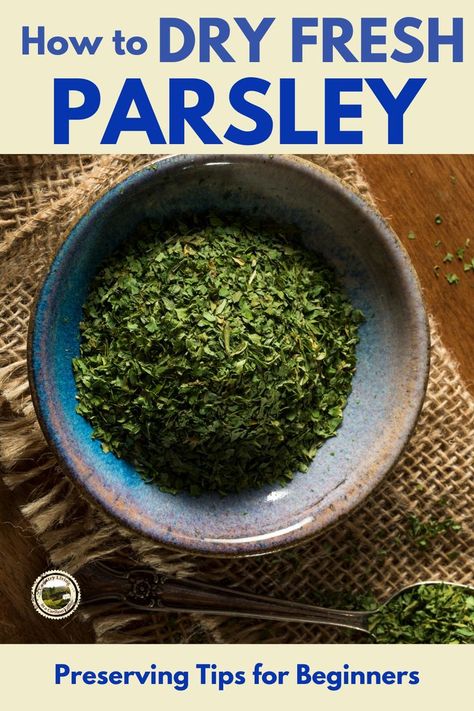 Preserve Parsley, Drying Parsley, Harvest Parsley, Fresh Parsley Recipes, Grow Parsley, Drying Fresh Herbs, Parsley Plant, Drying Mint Leaves, Parsley Recipes