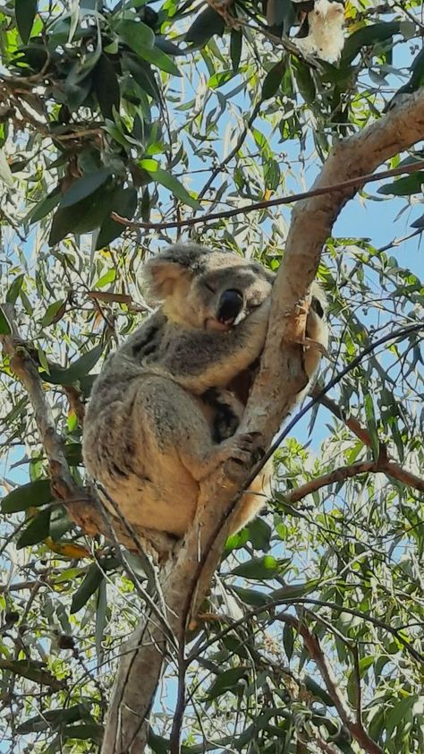 Australian Islands, Koala Aesthetic, Australian Aesthetic, Australia Lifestyle, East Coast Australia, Australia Wildlife, Australia Aesthetic, Australia Koala, Bear Sleeping