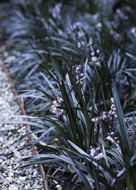 Ophiopogon Planiscapus, Black Mondo, Palette Garden, Black Mondo Grass, Plant Palette, Purple Berries, Black Grass, Japanese Forest, Shade Garden Plants