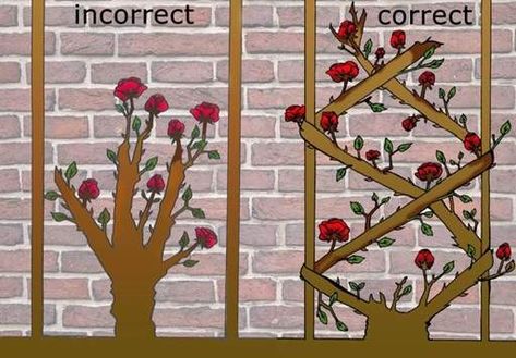 Climbing Roses On House Front Porches, Climbing Roses On Porch, Climbing Roses Trellis On House, Climbing Rose Front Of House, Climbing Rose Fence, Climbing Rose Garden Ideas, Climbing Rose Support Ideas, Climbing Roses On Trellis, Climbing Roses Retaining Wall