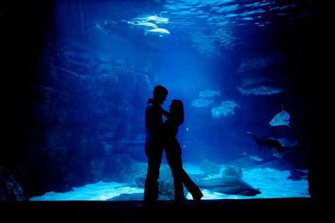 Romantic engagement photos at the aquarium Aquarium Photos, Ideas For Date Night, Creative Date Night Ideas, Creative Engagement Photo, Aquarium Wedding, Dream Dates, Romantic Date Night Ideas, Creative Dates, Couple Activities