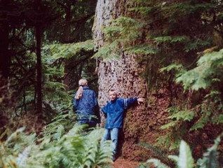 This is in Vancouver Island, BC. Went here with my sister. These trees were so huge. I made her take off her shoes and walk bare foot through them. Then we layed underneath one and looked up... I have the painting she made that was inspired by that moment. Take A Hike, Story Inspiration, Adventure Awaits, Writing Inspiration, In The Woods, Adventure Time, Mother Nature, The Great Outdoors, Outdoors Adventure