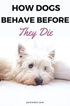 When To Euthanize Your Dog, Older Dogs Care Tips, What To Do When Your Dog Dies, Elderly Dog Care Tips, Dogs Last Day Ideas, When Your Dog Dies, Sick Dog Symptoms, Dog Shedding Remedies, Dog Euthanasia