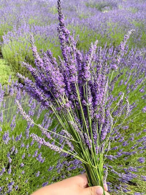 Lavender Plant Aesthetic, Lavender Flowers Aesthetic, Flower Garden Aesthetic, Delphinium Flowers, Lavender Aesthetic, Lavender Field, Lavender Flower, Lavender Green, Lavender Plant