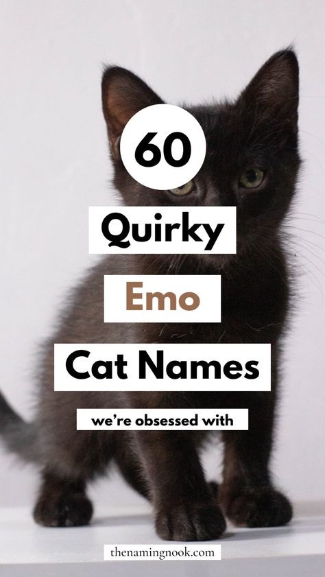 Need a unique cat name for your new cat or kitten? Check out our list of 60 emo cat names, featuring the perfect dark and goth vibes. These names are ideal for emo owners looking for cute cat names and cute kitten names. Goth Cat Names, Black Kitten Names, Male Cat Names Unique, Kitten Names Boy, Cute Kitten Names, Goth Names, Kitten Names Unique, Halloween Names For Cats, Cat Names Unique