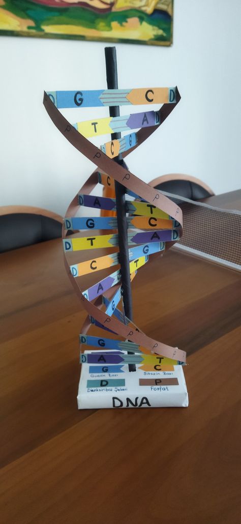 How To Make A Dna Model Project, Dna Models Projects, Dna Double Helix Model Projects, Dna Strand Project, Easy Dna Model Project, 3d Dna Structure Project, How To Make Dna Model, Dnk Model Diy, Dna Structure Model Project