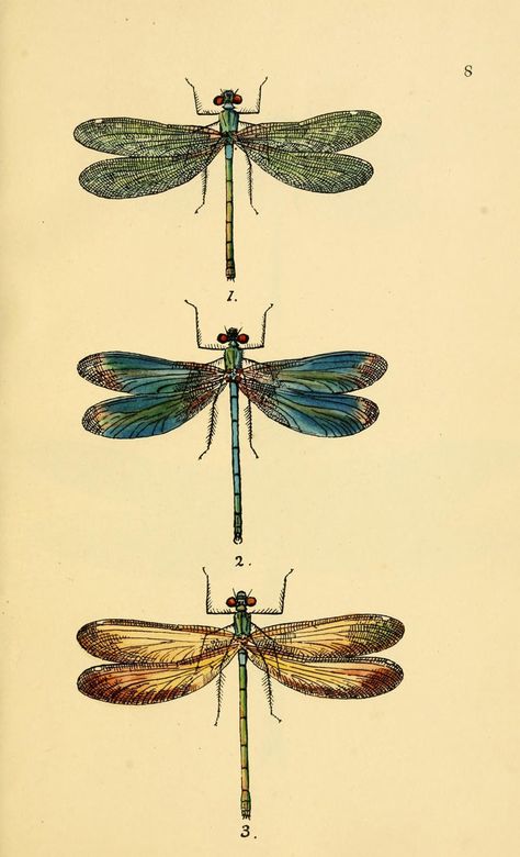 Dragonfly Tattoo, Vintage Dragonfly Illustration, Dragonfly Illustration, Botanisk Illustration, Pink Dragonfly, Vintage Dragonfly, Dragonfly Prints, Illustration Botanique, Dragonfly Art