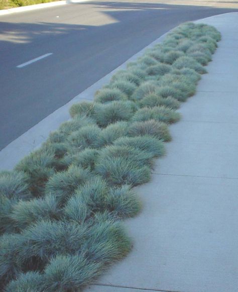 Parking Strip Blue Fescue Festuca Glauca, Fescue Grass, Blue Fescue, Ornamental Grass, Herbaceous Perennials, Grass Seed, Ornamental Grasses, Perennial Plants, The Grass